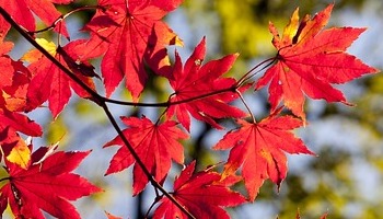 Energie update Blauwe Hand levenspad 16 - 28 november 2023: Energie voor heling en heelheid